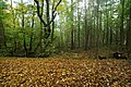 La vall del Drosselbek al Wohldorfer Wald