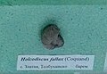en:Holcodiscus fallax (Coquand) en:Barremian, Zlatiya, en:Dobrich Province at the Sofia University "St. Kliment Ohridski" Museum of Paleontology and Historical Geology
