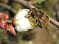 Honey Bee on a Plum Blossom (Reedley, California)