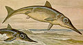 Ichthyosaurus