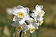 Narcissus