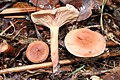 ! Lactarius decipiens!