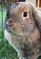 Deutsch: Deutscher Klein-Widder English: Mini Lop