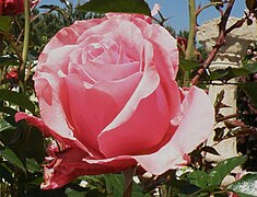 Rosa 'Miquel Aldrufeu',HT (Linda Porter als EUA), P. Dot , 1957.