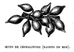 Moquin-Tandon1865-p309-raisins-de-mer.png