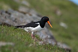 Jūrinė šarka (Haematopus ostralegus)