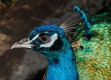 Imagem do perfil do rosto de um pavão macho apresentando cores vibrantes como o azul e o verde