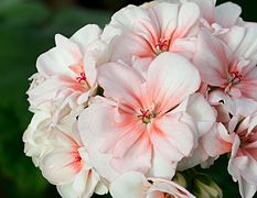 Pelargonium zonale (Geraniaceae).jpg