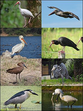 1-й ряд: белый ибис, американский бурый пеликан; 2-й ряд: кудрявый пеликан, острохвостый ибис[англ.]; 3-й ряд: молотоглав, китоглав; 4-й ряд: обыкновенная кваква, обыкновенная колпица