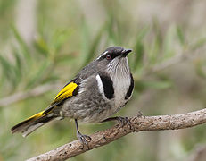 Phylidonyris pyrrhopterus male