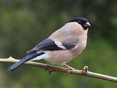 Eurasian bullfinch, female, by Baresi franco