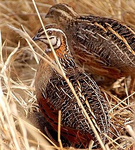 Перепел-арлекин (Coturnix delegorguei)