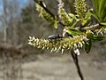 Salix sitchensis