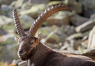 Capra alpină (Capra ibex)