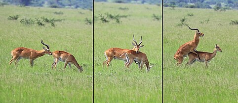 mating ritual Uganda