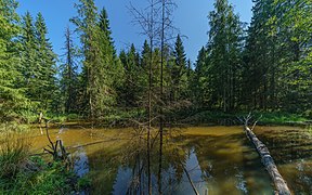 Мішані ліси Валдайської височини