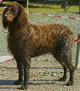 Spaniel de Pont-Audemère