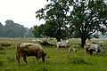 Zondagsbroek (Nationaal Park De Drentsche Aa)