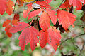 Autumn foliage closeup