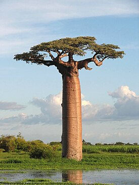 'Adansonia grandidieri' - Baillon (Specie de baobab, cel mai faimos şi cel mai mare din cele șase specii de baobab din Madagascar. Circumferința tulpinii are 3 metri)