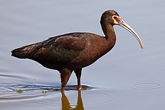 Description de l'image Adult white-faced ibis (Plegadis chihi)-4026.jpg.