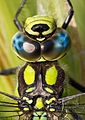 head and thorax, adult male