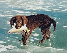 Perro de agua americano