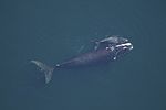 North Atlantic right whale