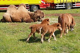 Poneys Shetland d'une troupe de cirque à Mérindol.