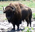 American Bison in Nebraska