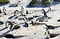 Bruthöhlen der Brillenpinguine, Boulders Beach 2017