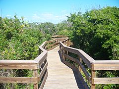 Cheminement au-dessus de la végétation en Floride.