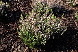 Calluna vulgaris 'Rosa Marylu' kz01.jpg