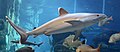 Silvertip shark (Carcharhinus albimarginatus)