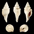 * Nomination Shell of an Eocene gastropod, Clavilithes noae --Llez 07:09, 22 December 2011 (UTC) * Promotion For me a QI--Holleday 18:35, 23 December 2011 (UTC)