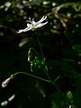 Claytonia sibirica