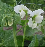 Doperwt rijserwt bloemen Pisum sativum.jpg