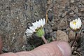 Erigeron compositus