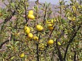 Foliage, mature fruit; Essaouira, Morocco