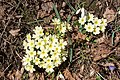 English: Primroses and galanthus Deutsch: Primeln und Schneeglöckchen