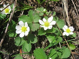 Fragaria iinumae