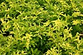 Golden Duranta