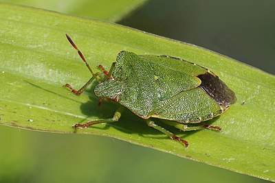 Green shield bug