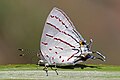 58 Hemiolaus cobaltina underside aberration uploaded by Charlesjsharp, nominated by Charlesjsharp