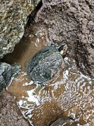 Indian black turtle 4.jpg