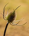 Bloemknop van een kaardebol (Dipsacus).