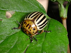 Escaravello adulto despois da saída da pupa