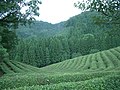 Green tea field