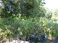 Lee County Schoolyard Habitat Papyrus