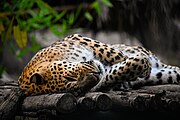 leopard